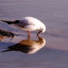 Spieglein, Spieglein im Wasser