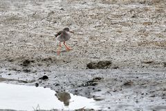 Spieglein, Spieglein im Wasser, wer hat die schönsten Beine am Strand?