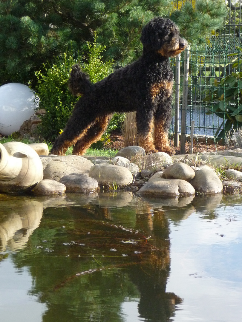 Spieglein, Spieglein im Wasser, wer ist der schönste Hund?