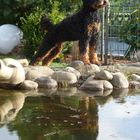 Spieglein, Spieglein im Wasser, wer ist der schönste Hund?