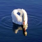 spieglein spieglein im wasser, wer ist der schönste im land?