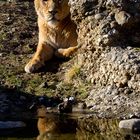 Spieglein Spieglein im Wasser, wer ist die Schönste....