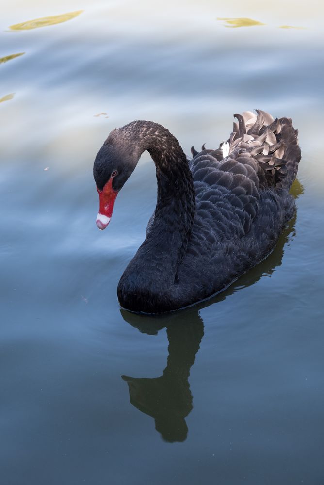 Spieglein, Spieglein im Wasser wer ist die schönste im Land