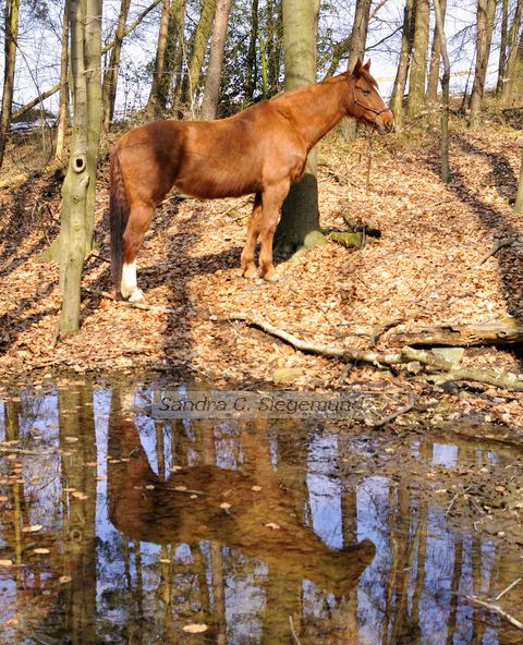 Spieglein, Spieglein im Winterwald...