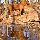 Spieglein, Spieglein im Winterwald...