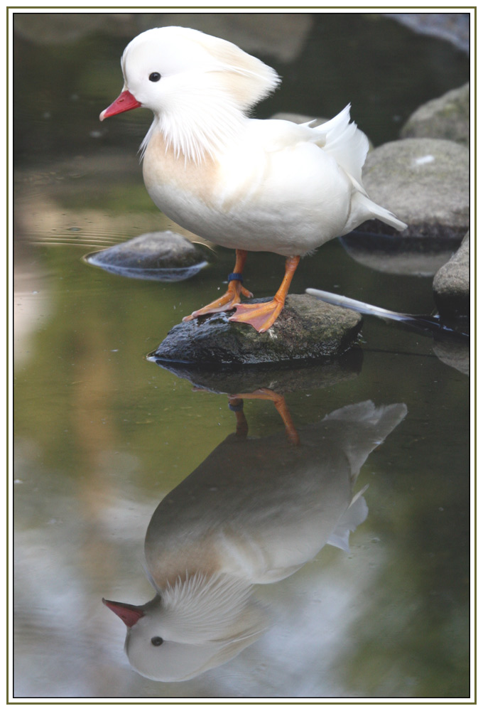 Spieglein, Spieglein in dem See ...