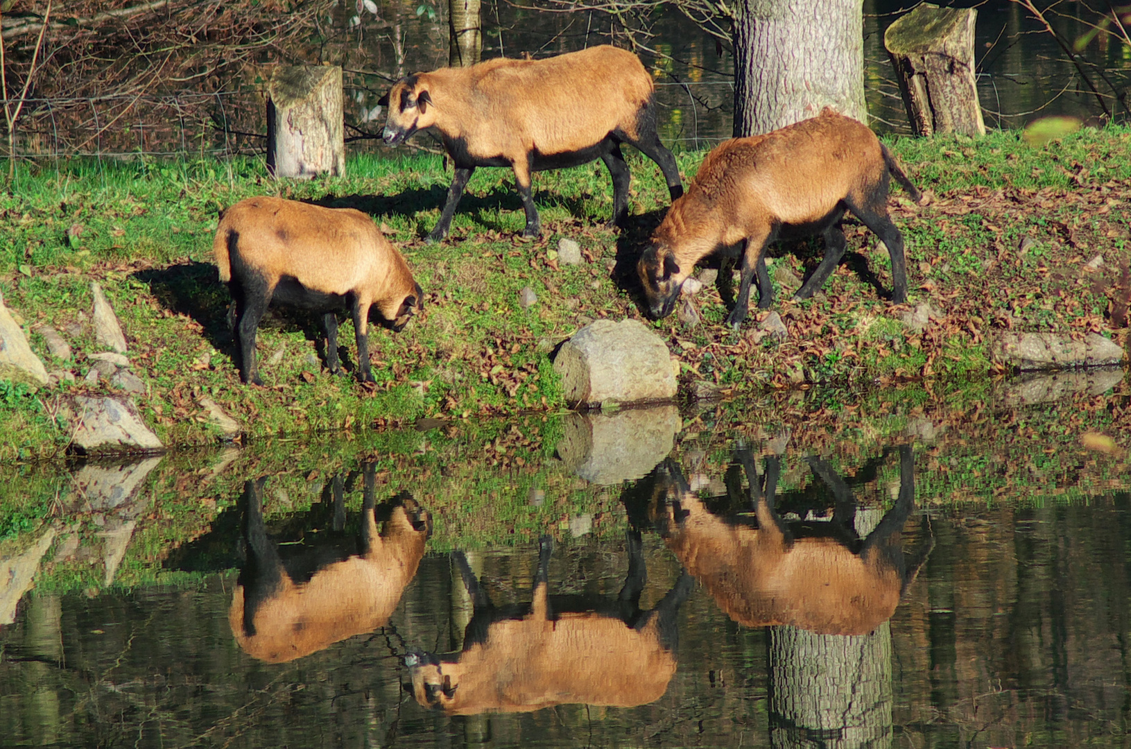 Spieglein, Spieglein in dem See...