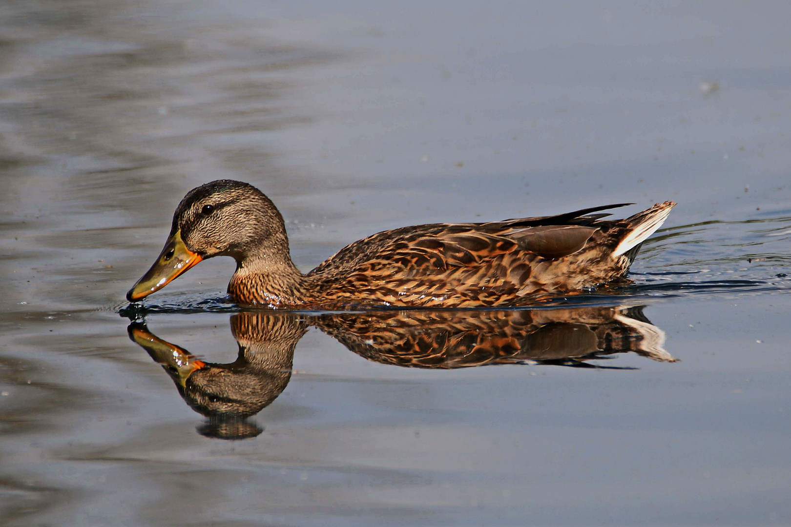 Spieglein, Spieglein in dem Teich