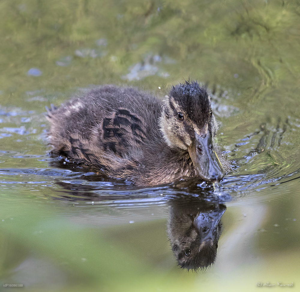 spieglein spieglein in dem teich ...