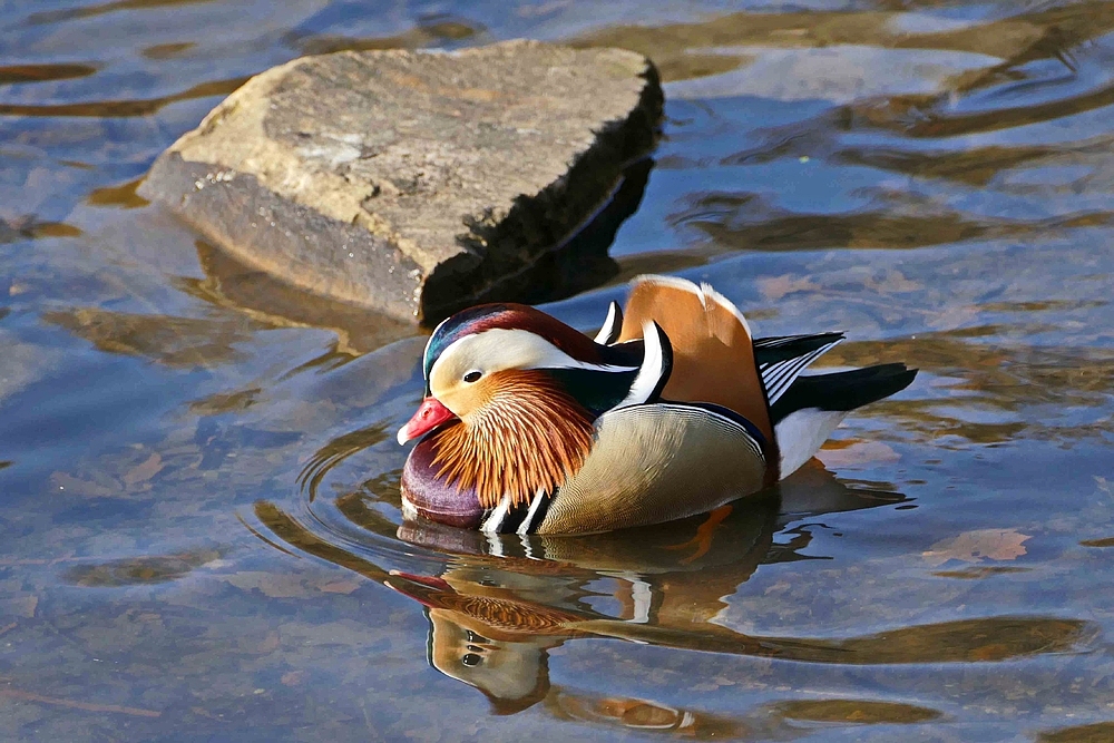 Spieglein, Spieglein in dem Teich