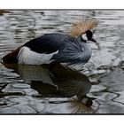 Spieglein, Spieglein in der See, wer ist die Schönste im ganzem Land?