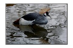 Spieglein, Spieglein in der See, wer ist die Schönste im ganzem Land?