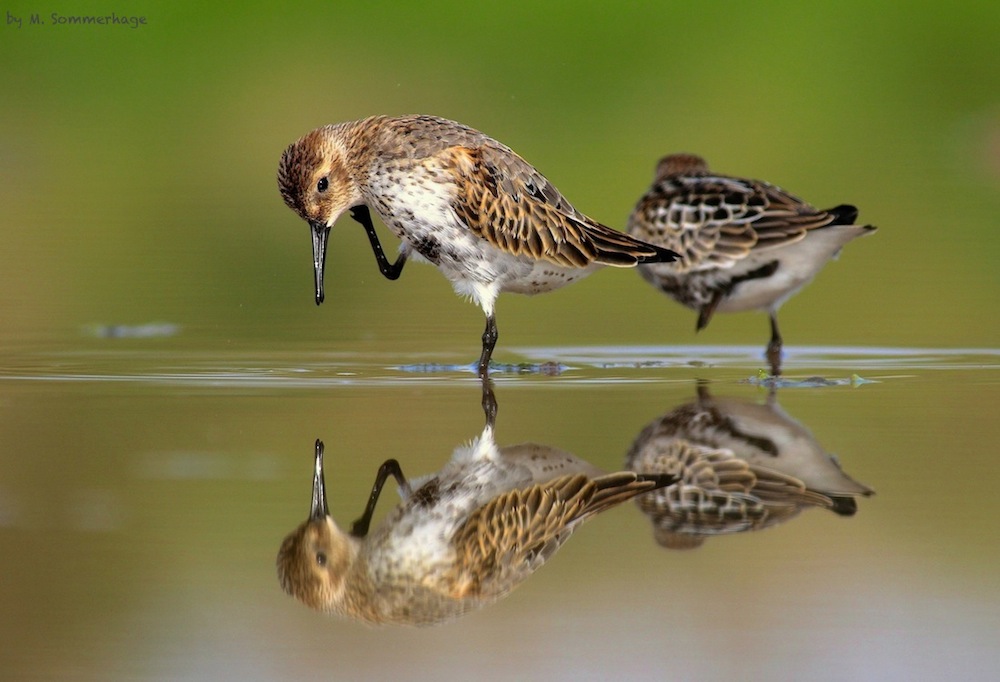 Spieglein, Spieglein ... Junge Alpenstrandläufer