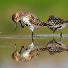 Spieglein, Spieglein ... Junge Alpenstrandläufer