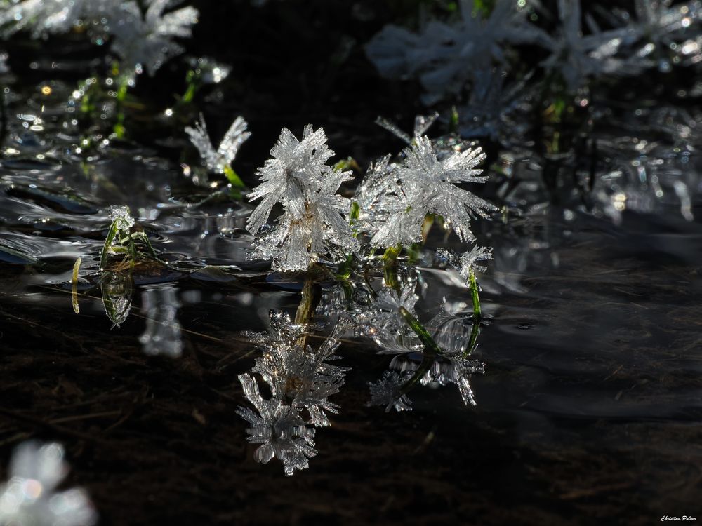 Spieglein, Spieglein oder vielleicht doch eine Blume