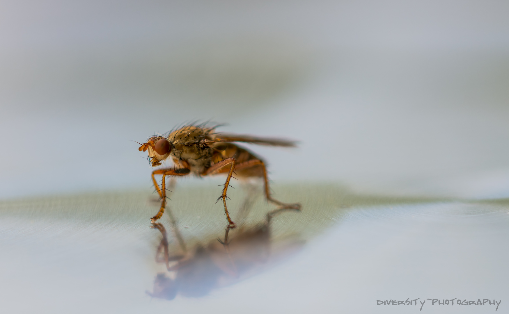 Spieglein Spieglein (Scathophaga stercoraria)