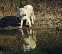 Spieglein, Spieglein unterm Bauch