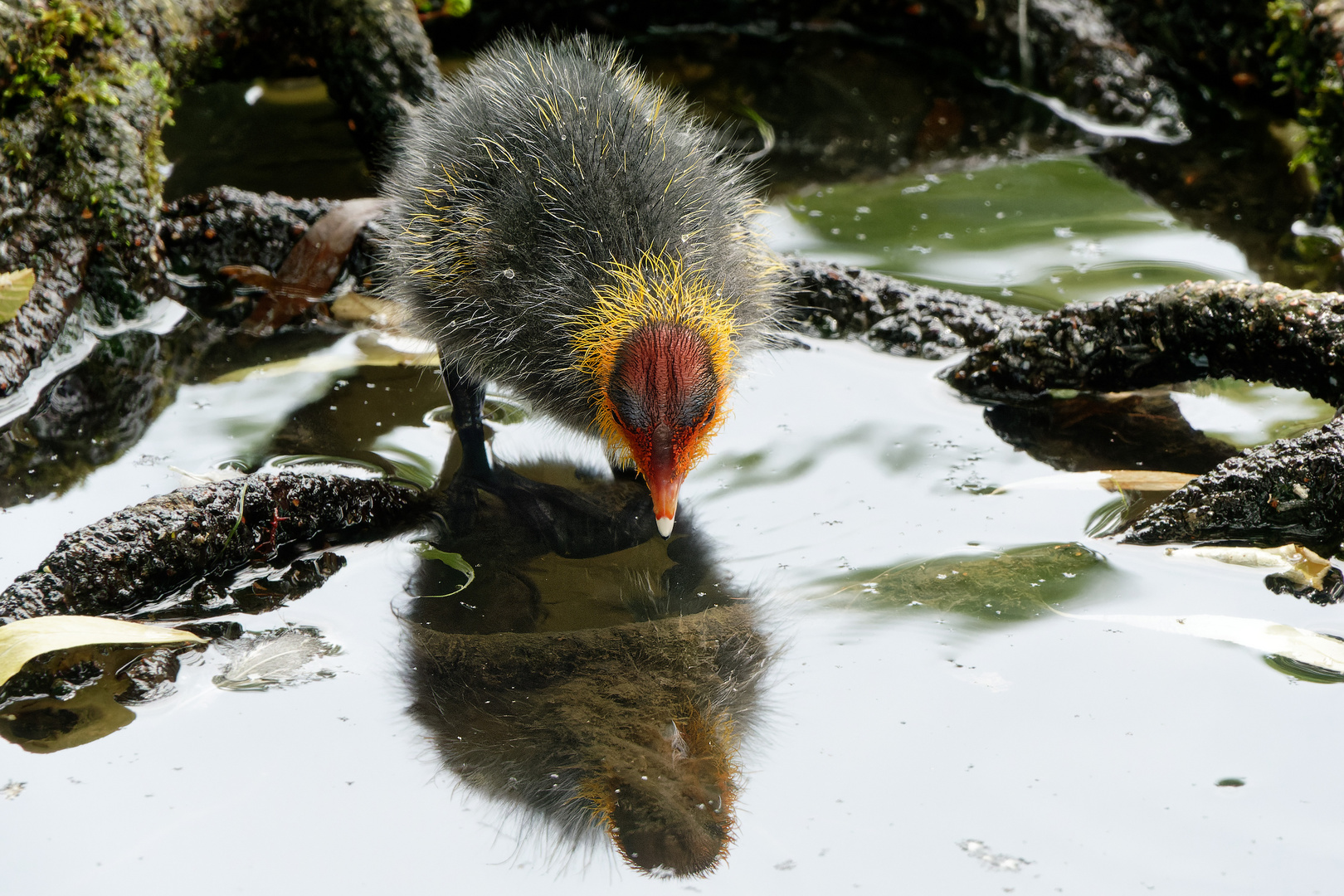 Spieglein, Spieglein … wer bist'n Du da?