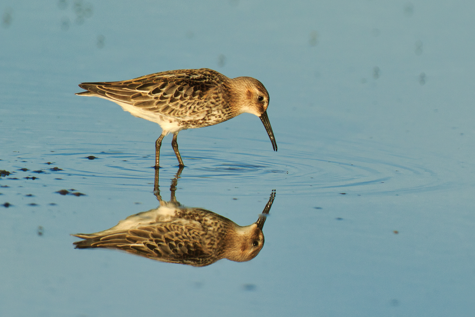 Spieglein  Spieglein wer ist der schönste im Land