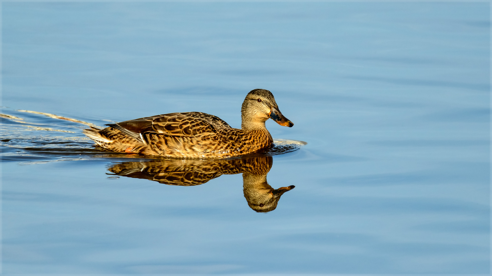 Spieglein, Spieglein, wer ist die Schönste auf dem See