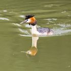 Spieglein, Spieglein   .. wer ist wohl der schönste Haubentaucher auf dem See