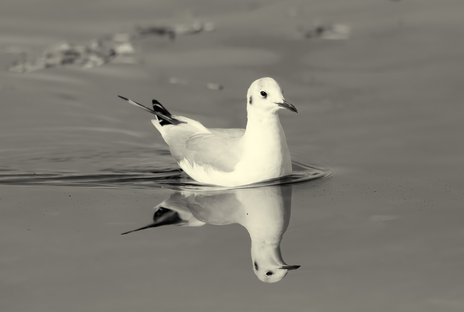 Spieglein, Spieglein..Lachmöwe