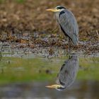 Spieglein, Spieglein,...wer ist der schönste Reiher