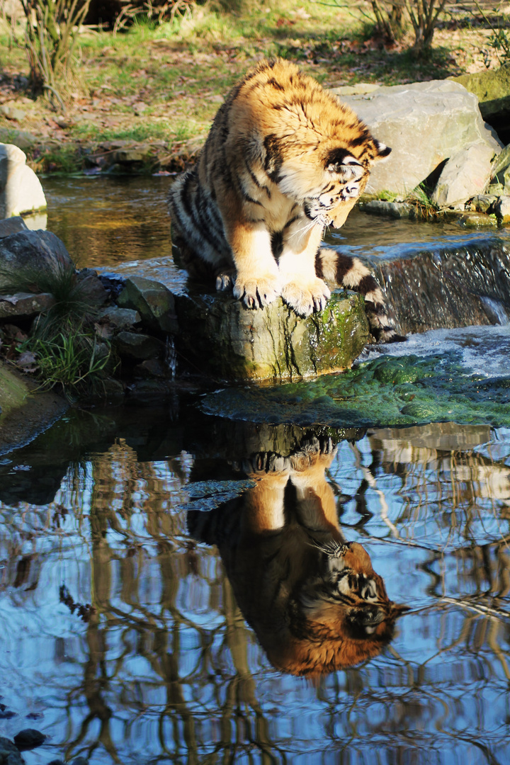 Spieglein, Spieglein.....wer ist der schönste Tiger im Zoo