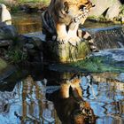 Spieglein, Spieglein.....wer ist der schönste Tiger im Zoo