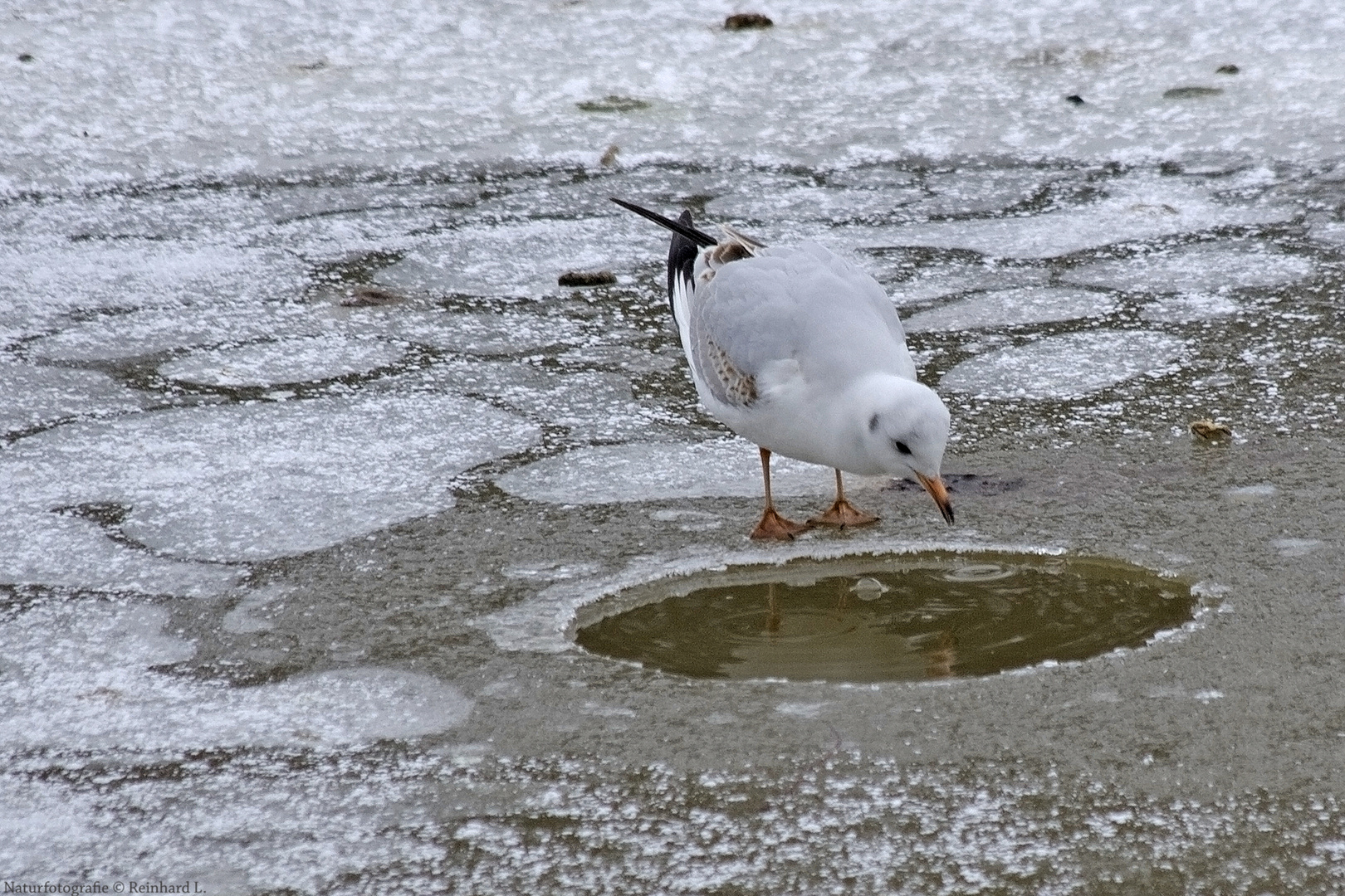 Spieglein,Spieglein