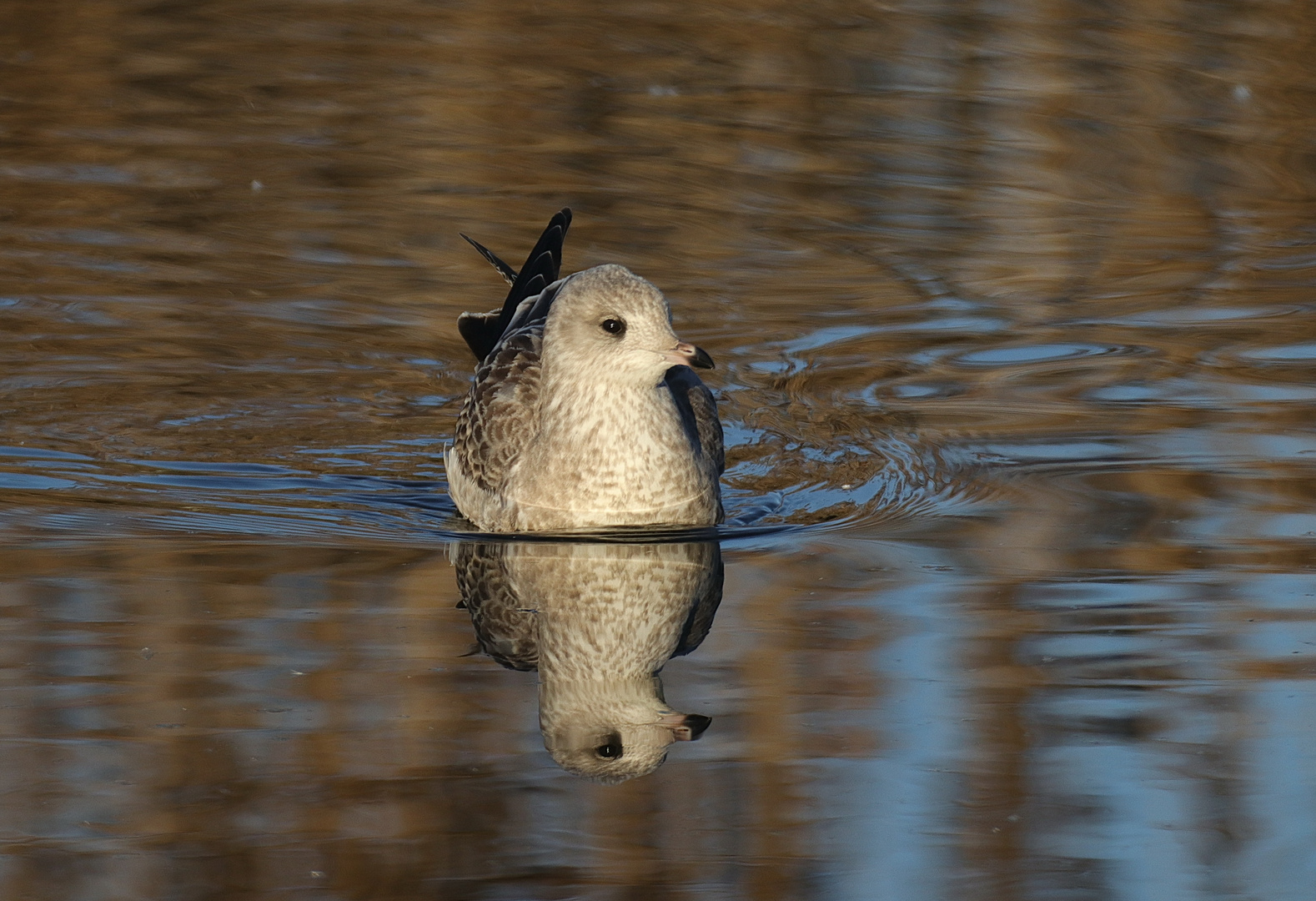 Spieglung 1