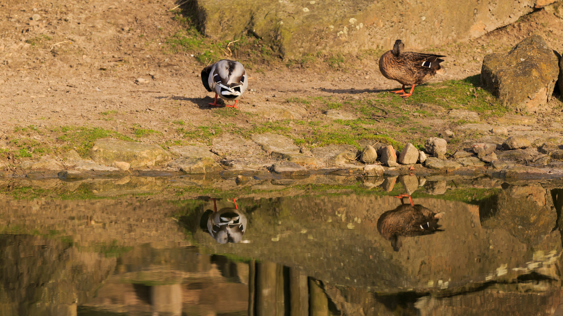 #Spieglung der Ente