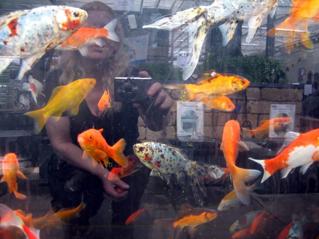 Spieglung im  Aquarium