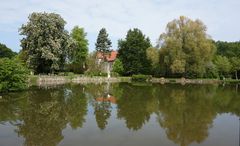 Spieglung im Karpfenteich