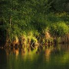 Spieglung in der Glonn