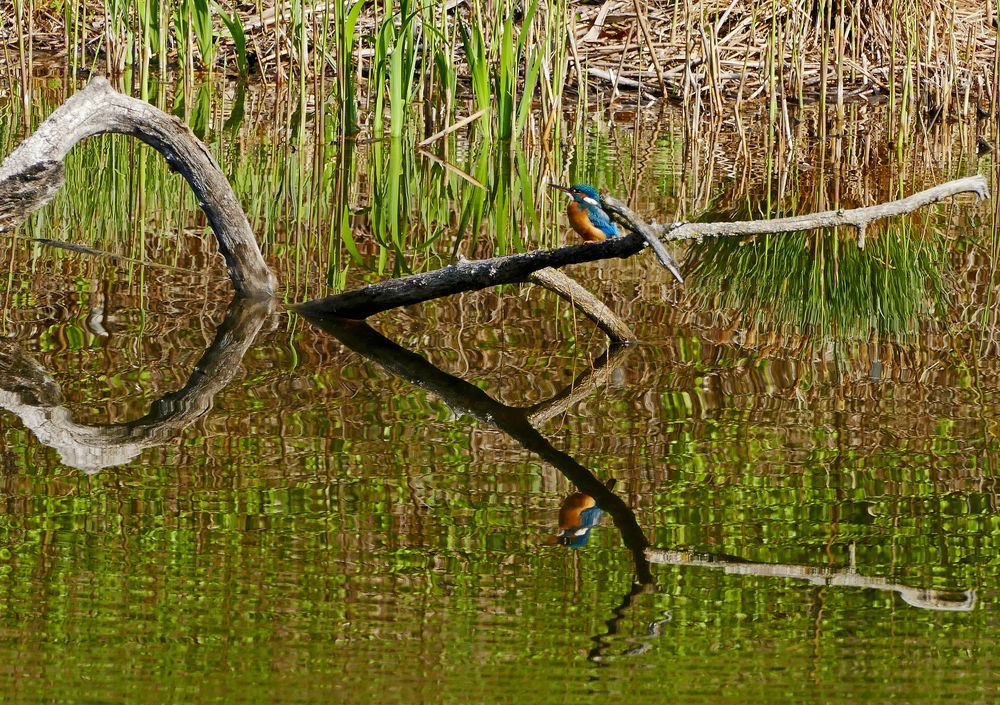 Spieglung in der  Grande Cariçaie