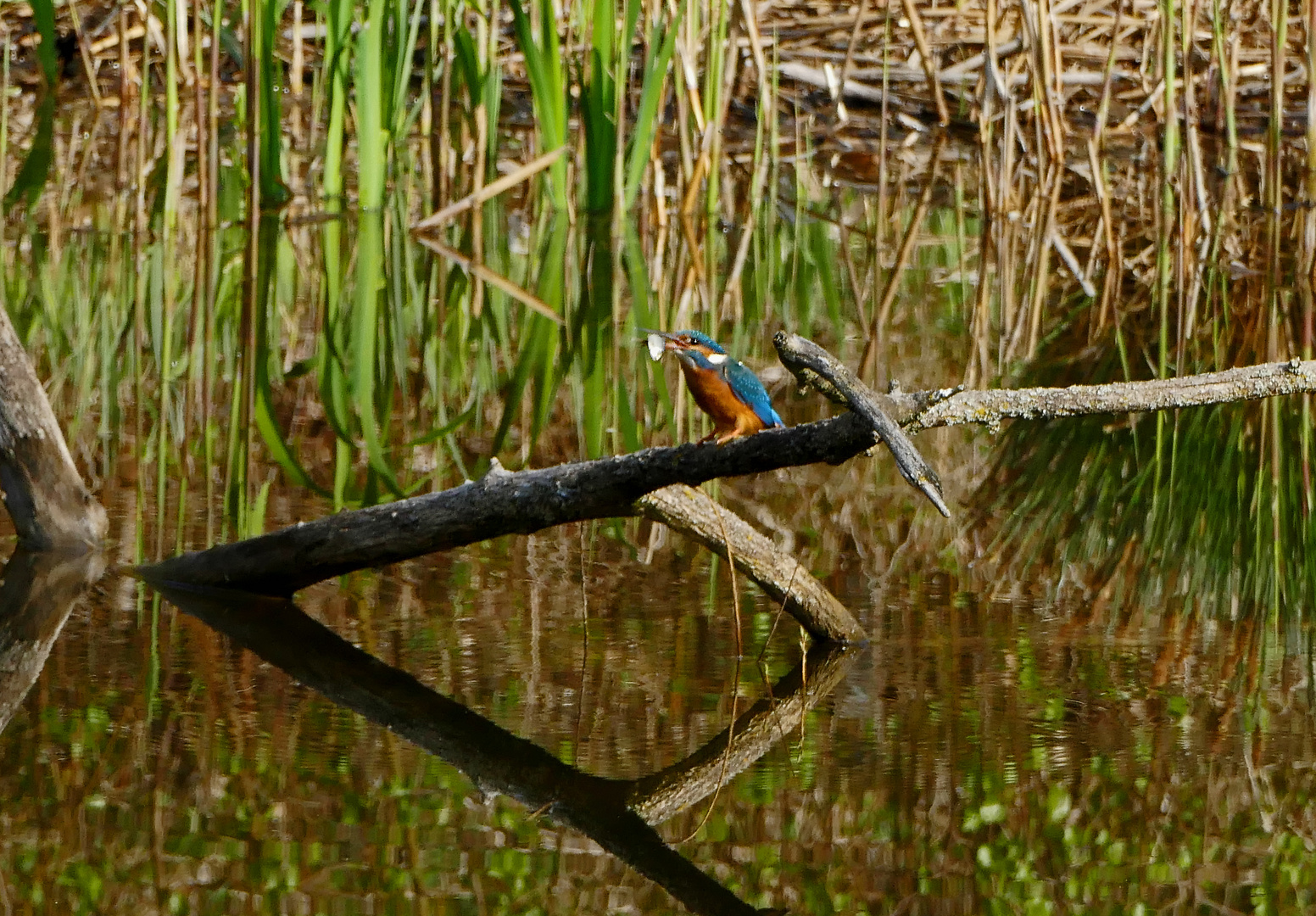 Spieglung in der Grande Cariçaie 2