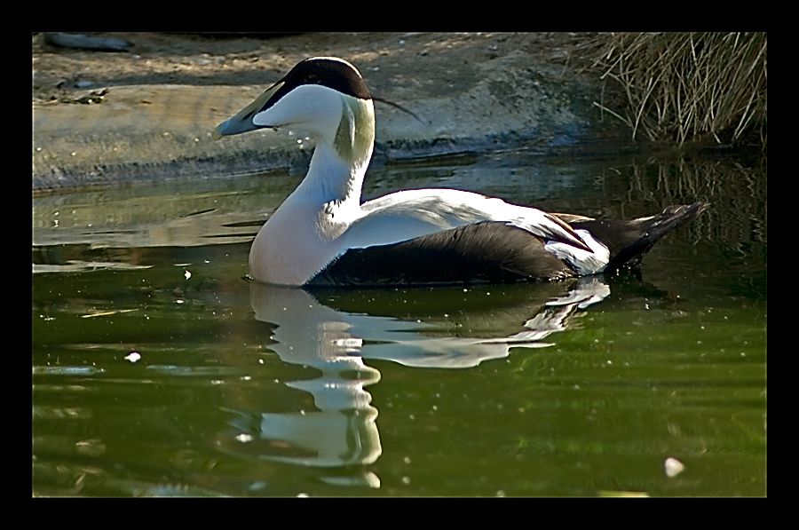 Spieglung, Spieglung, im Wasser, wer ist die schönste Ente?