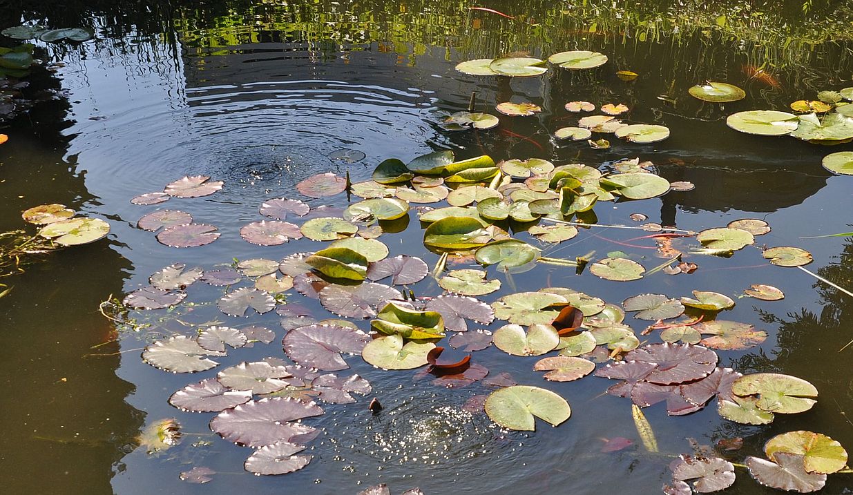 Spieglungen am Fischteich 