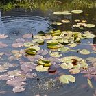 Spieglungen am Fischteich 