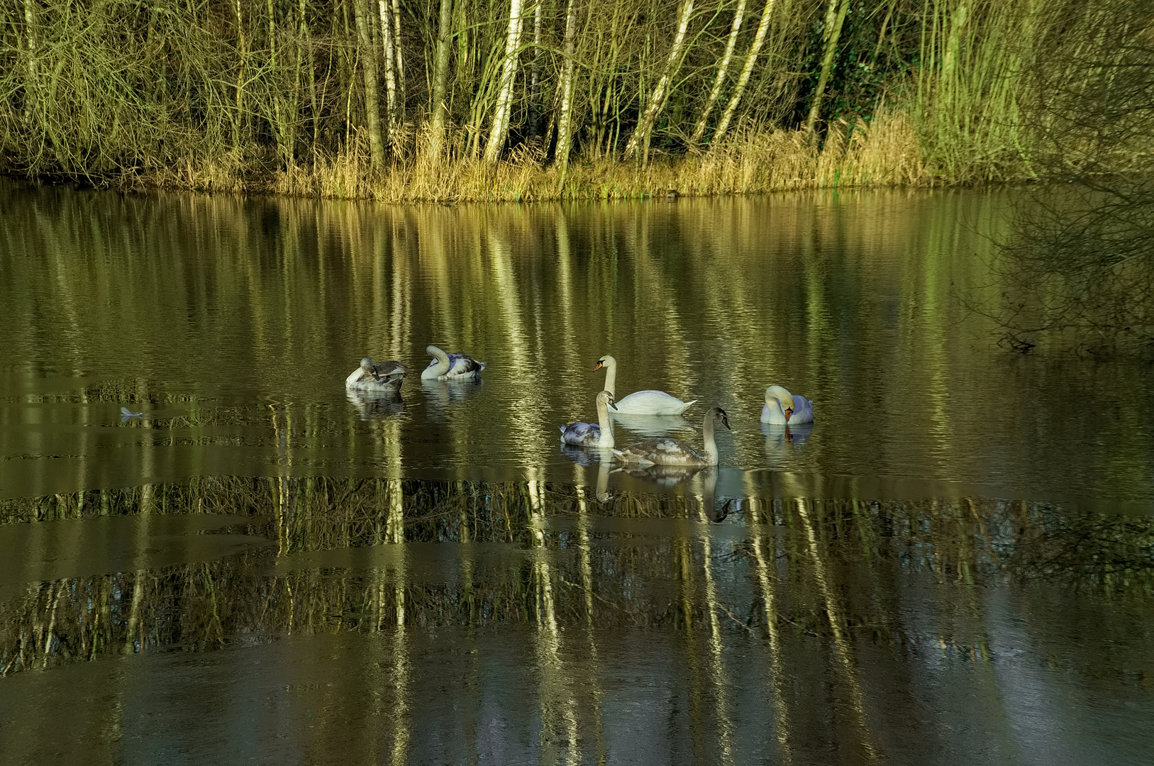 Spieglungen im Wasser und Eis