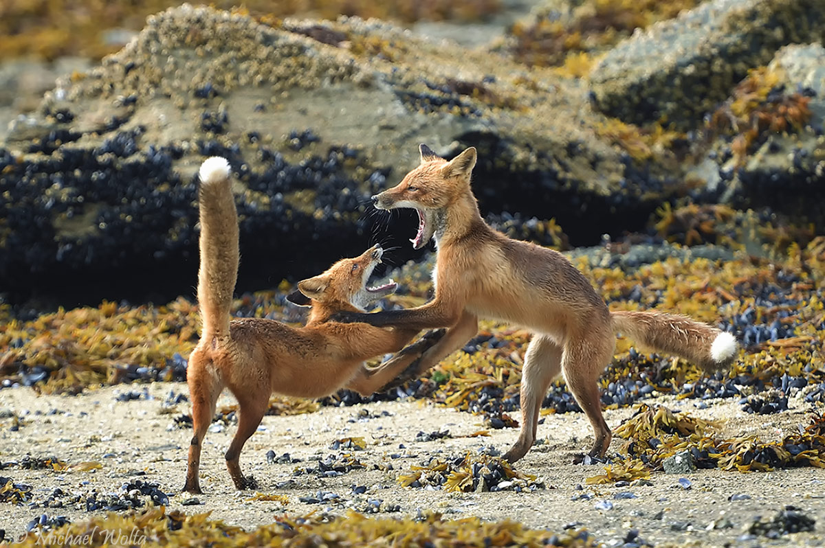 Spiel am Strand