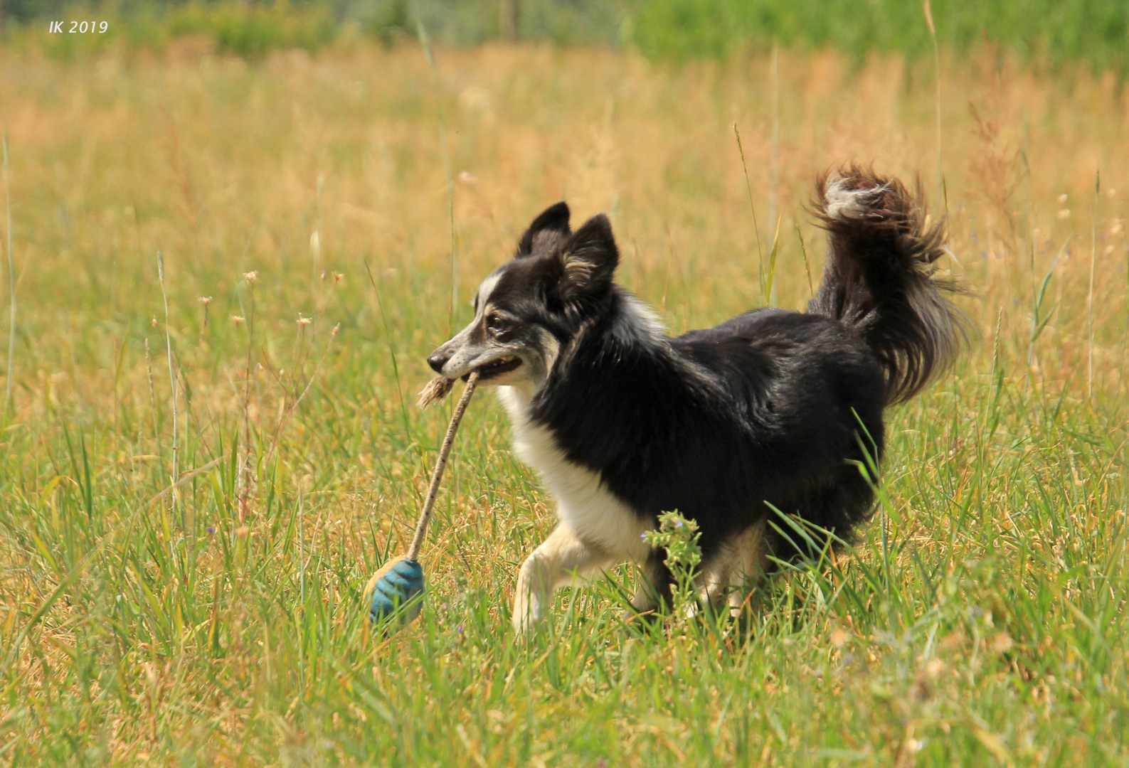 Spiel auf der Wiese