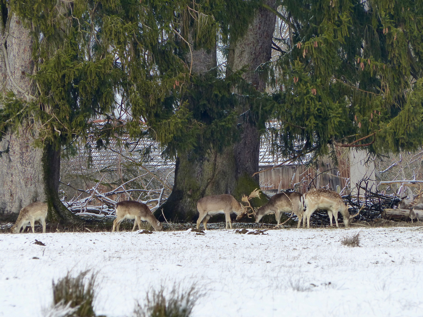 Spiel der Damhirsche