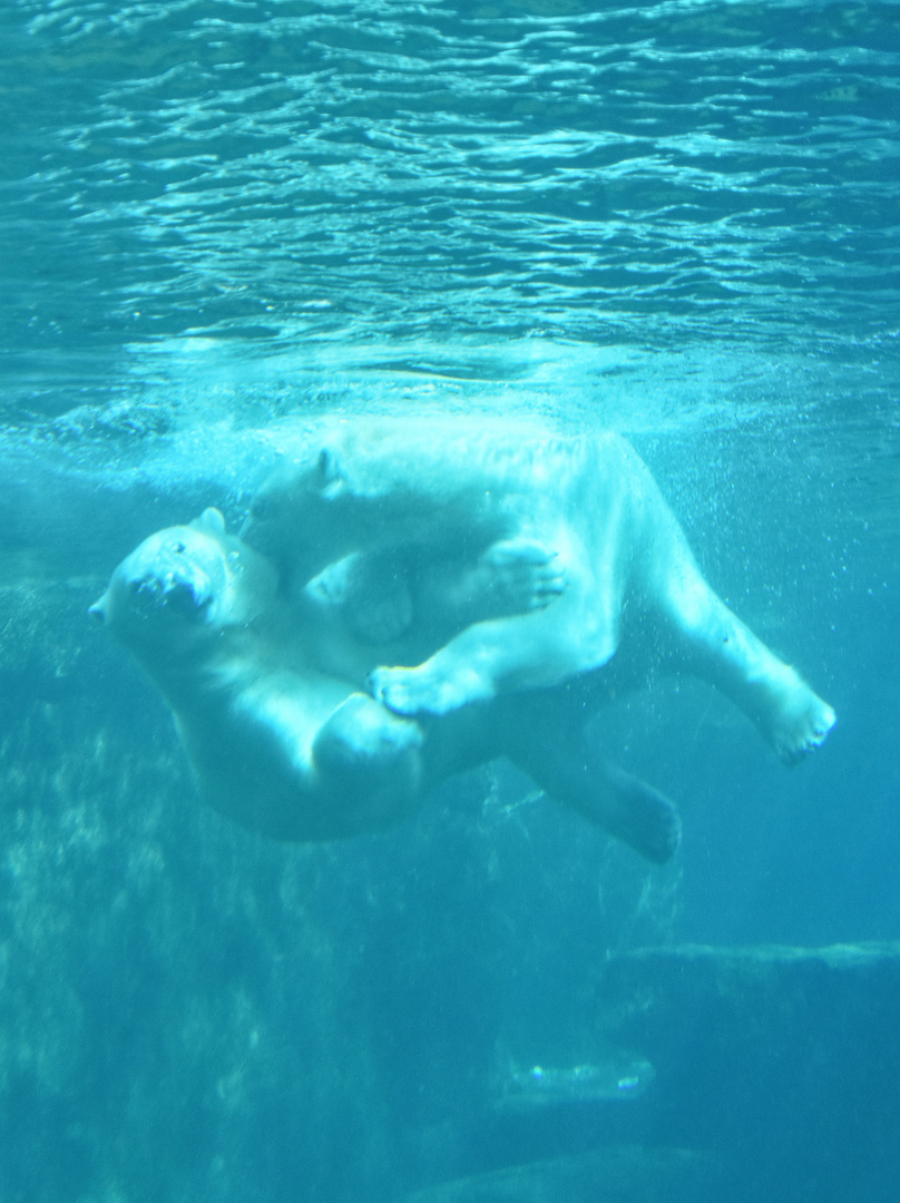 Spiel der Eisbären unter Wasser