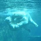 Spiel der Eisbären unter Wasser