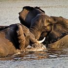 Spiel ? Elefanten im Chobe
