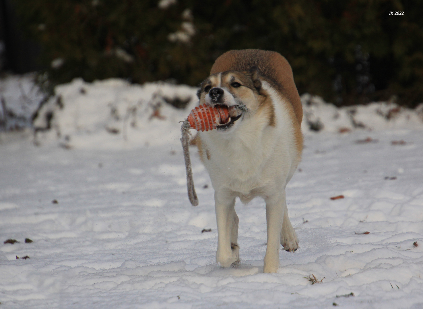 Spiel im Schnee.....