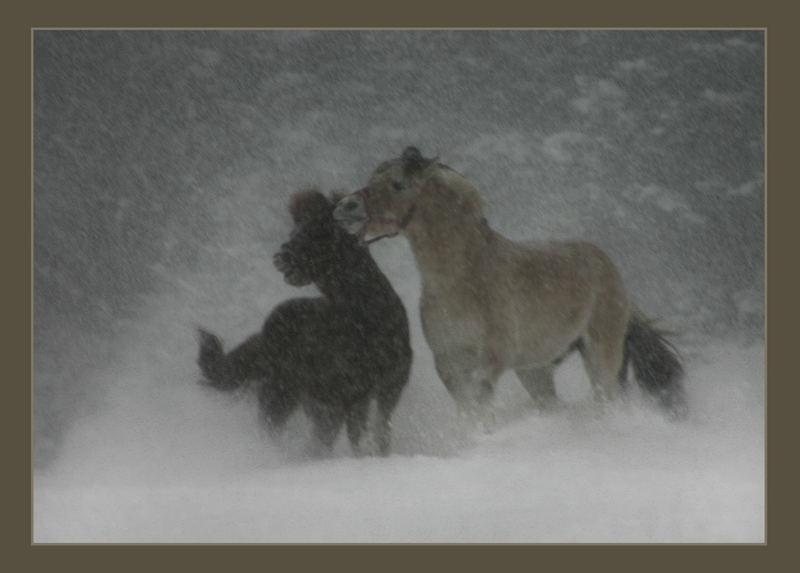 Spiel im Schnee