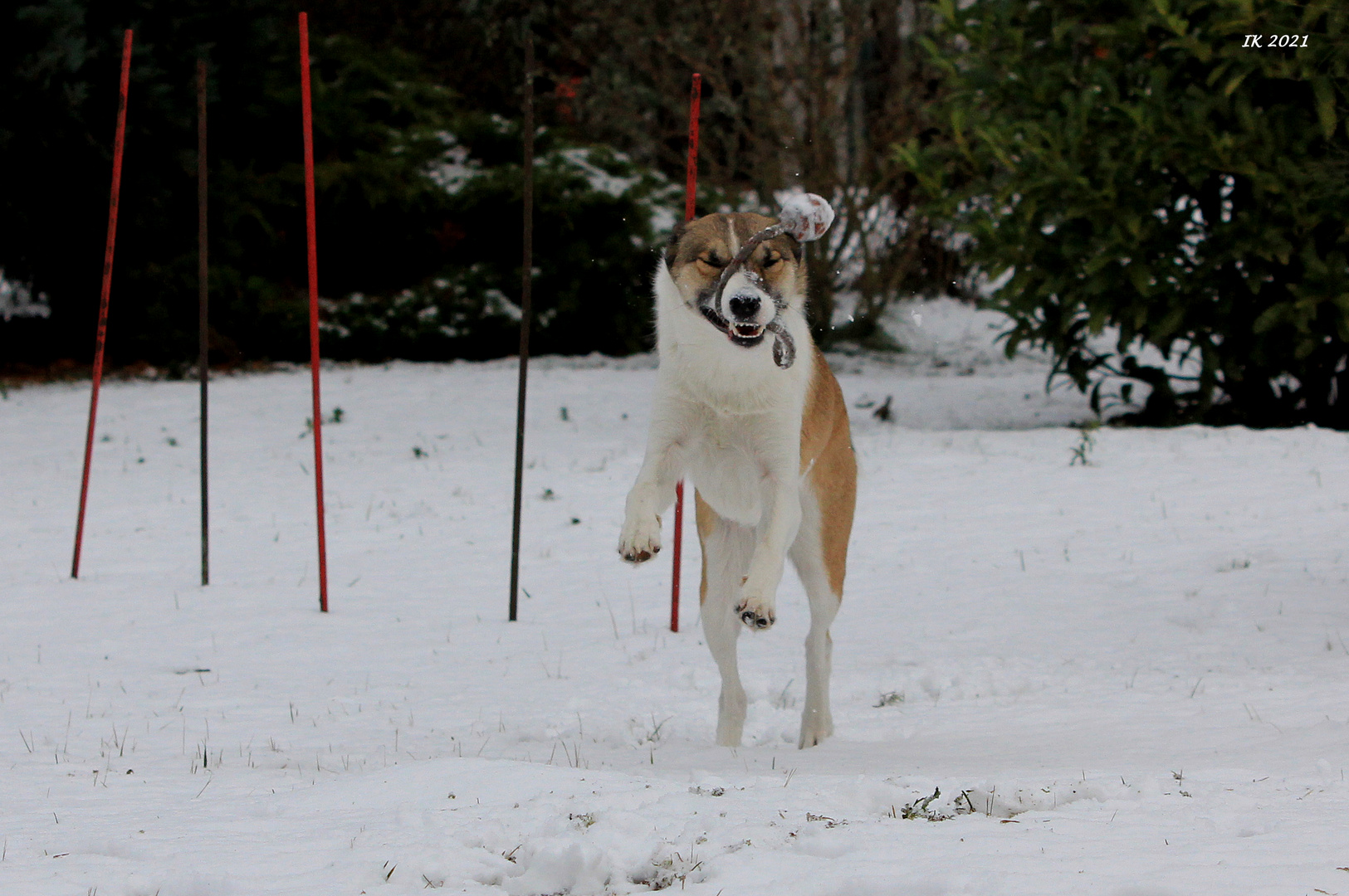 Spiel im Schnee 